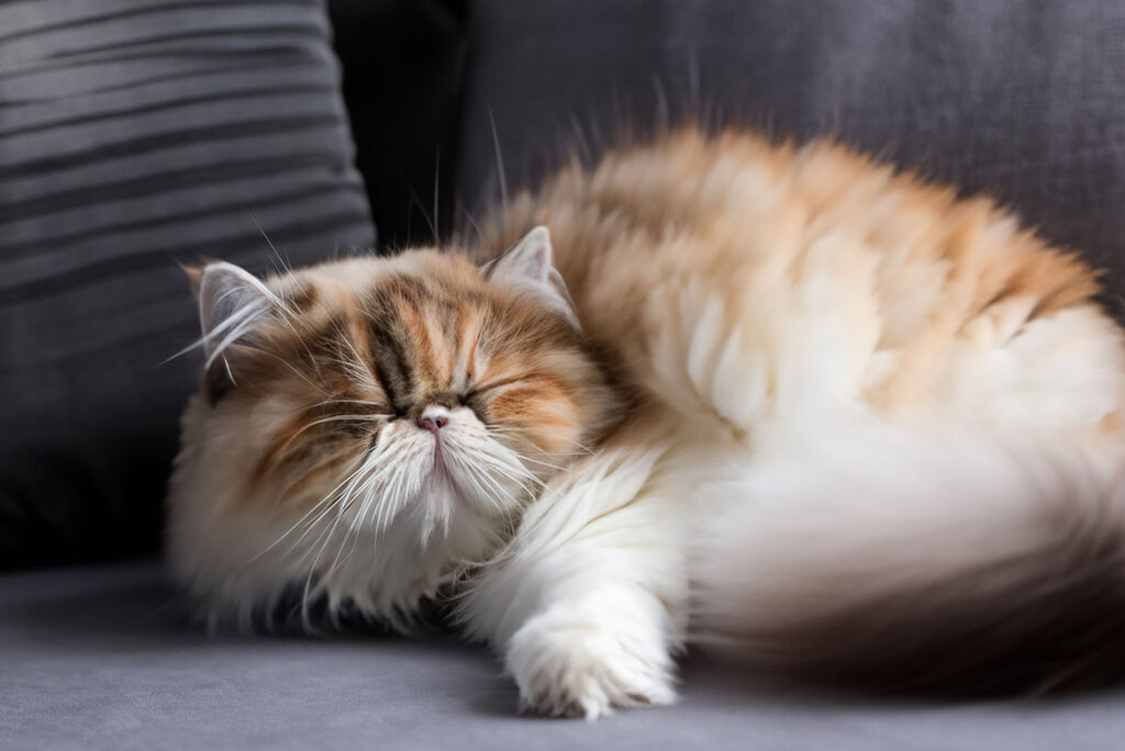 Persian cat sleeping