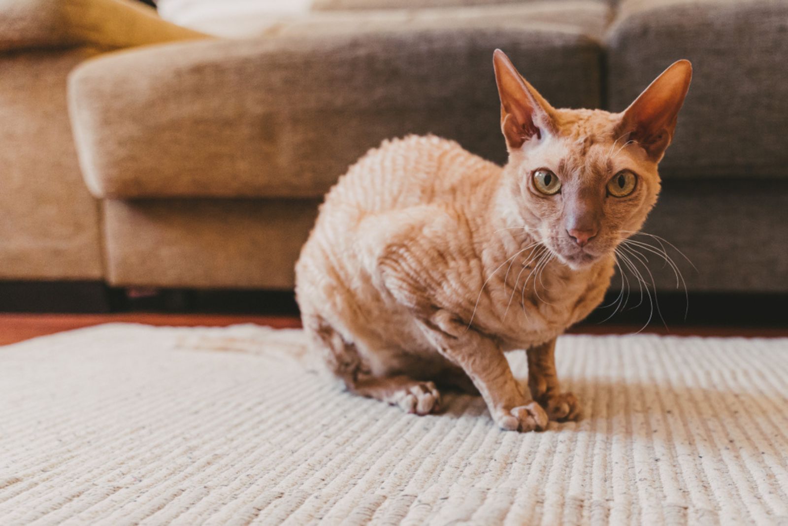 Peterbald cat