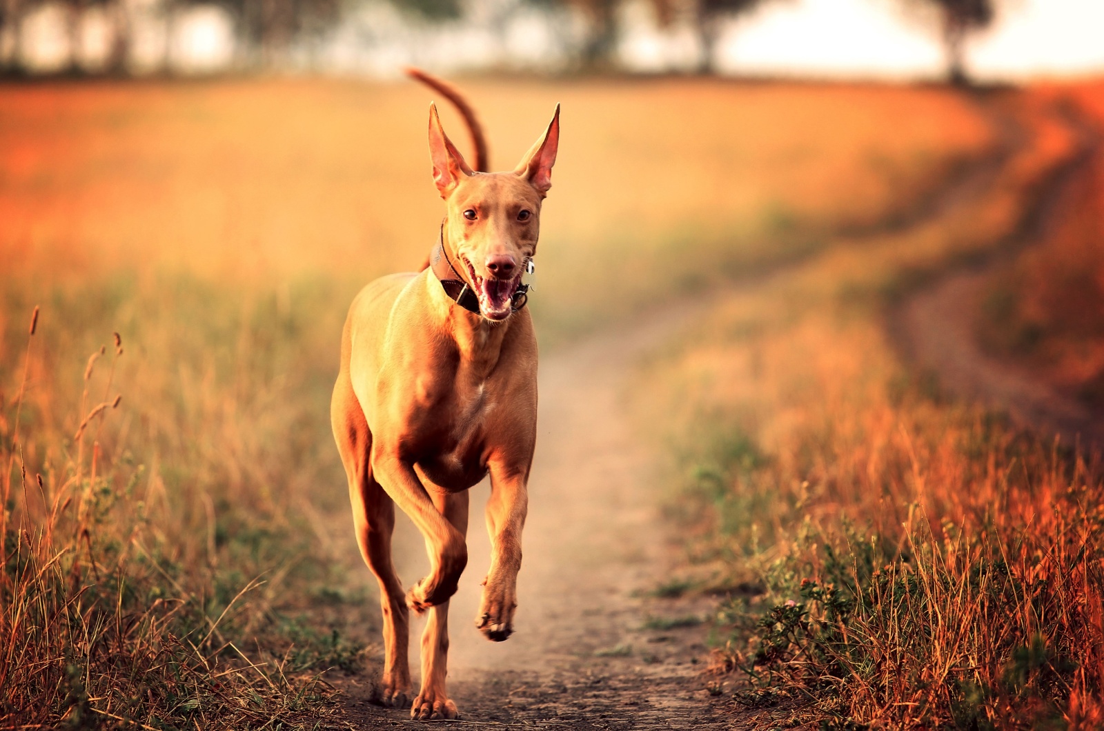 Pharaoh Hound