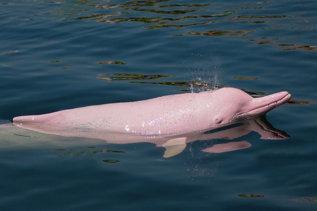 Pink Dolphin