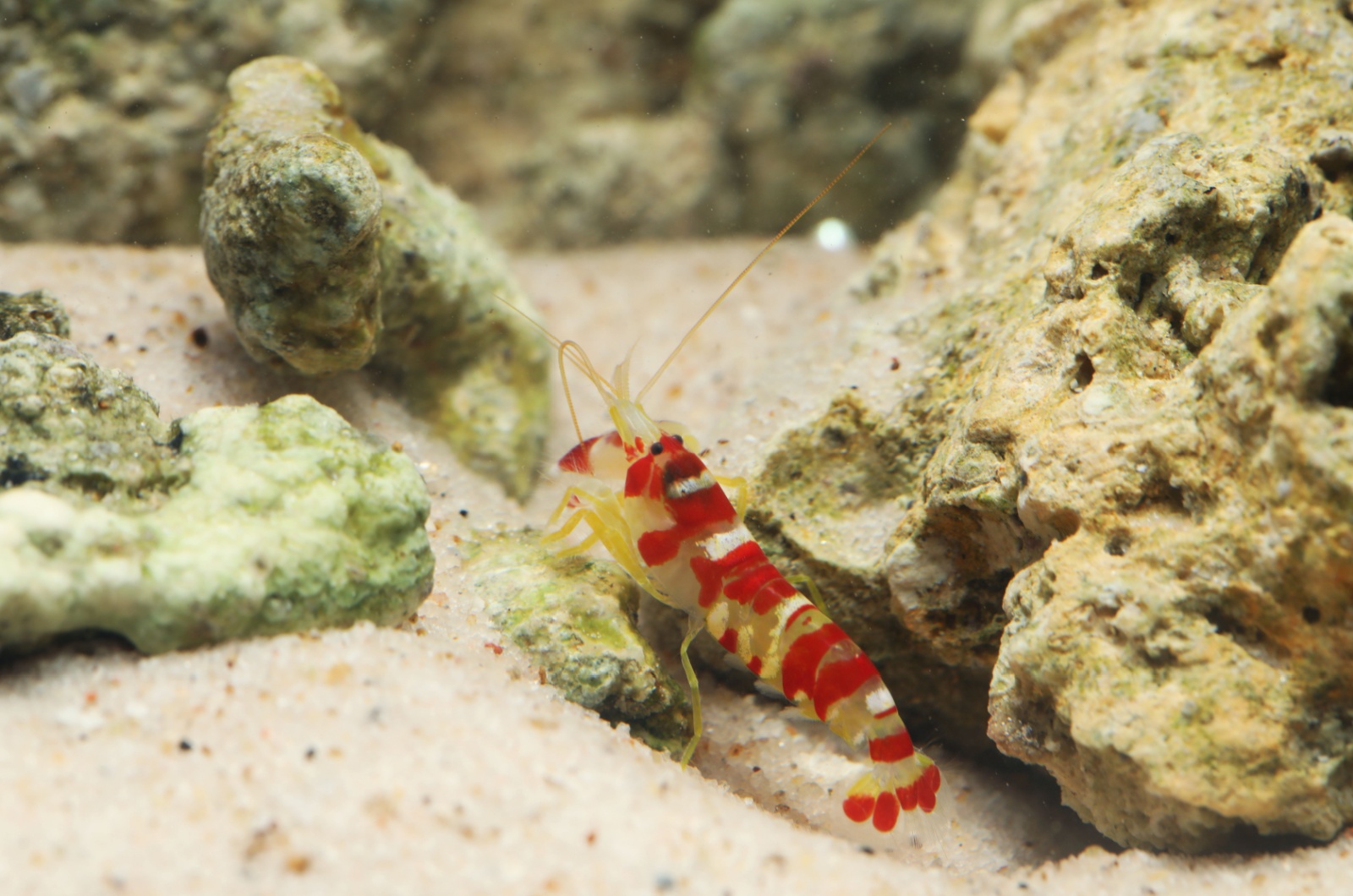 Pistol Shrimp