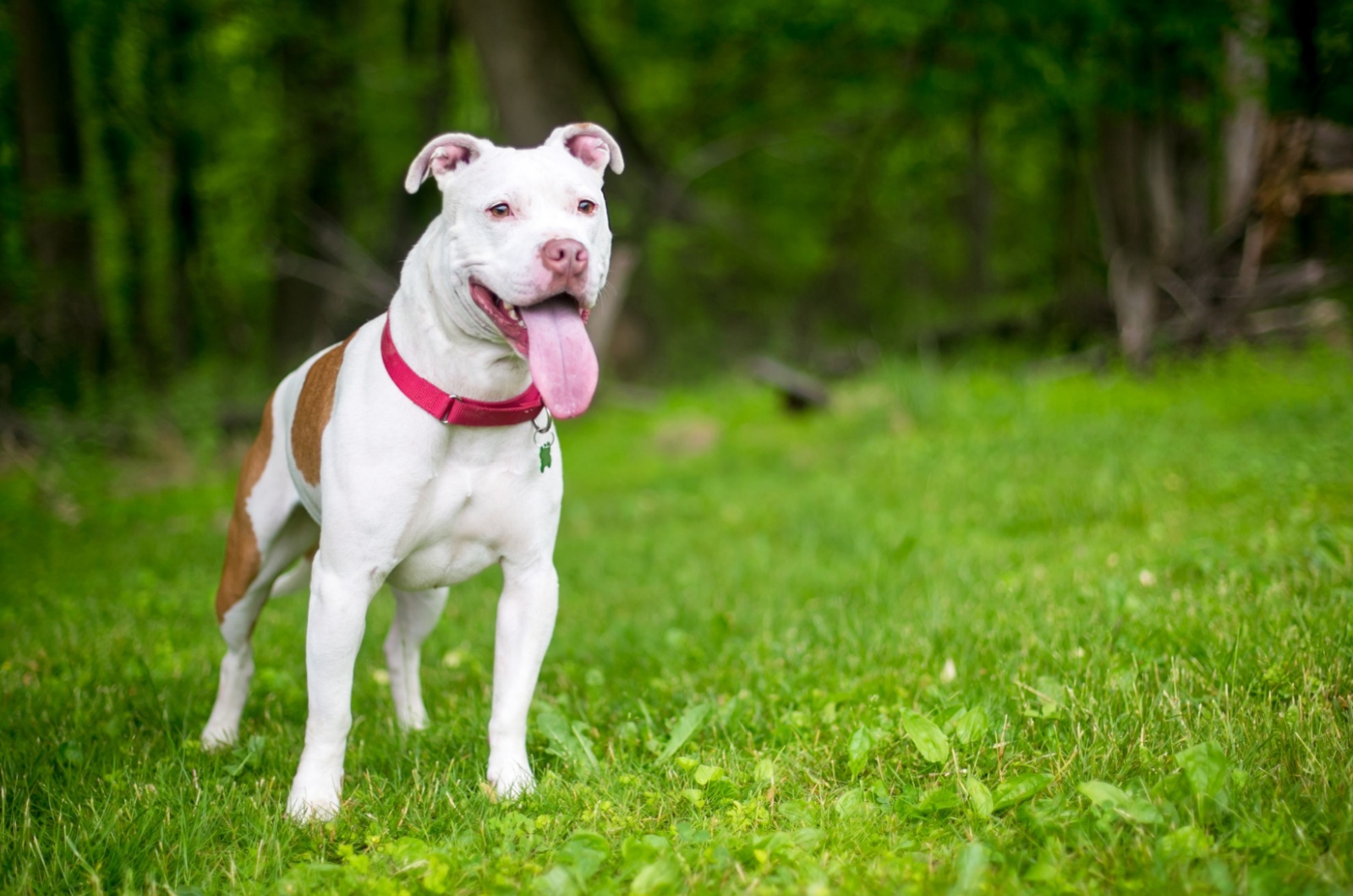 Pit Bull Terrier