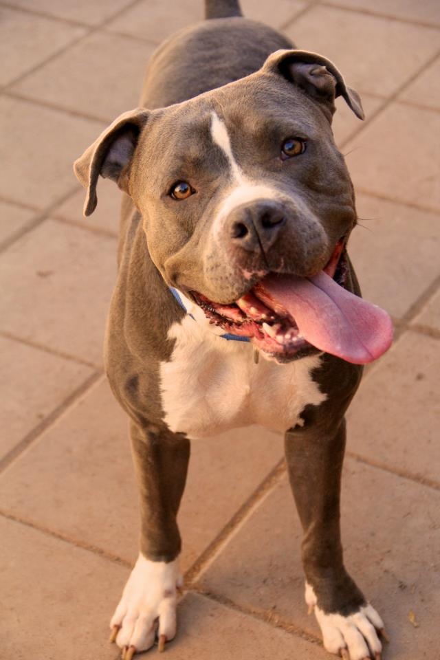 Pitbull with tongue out