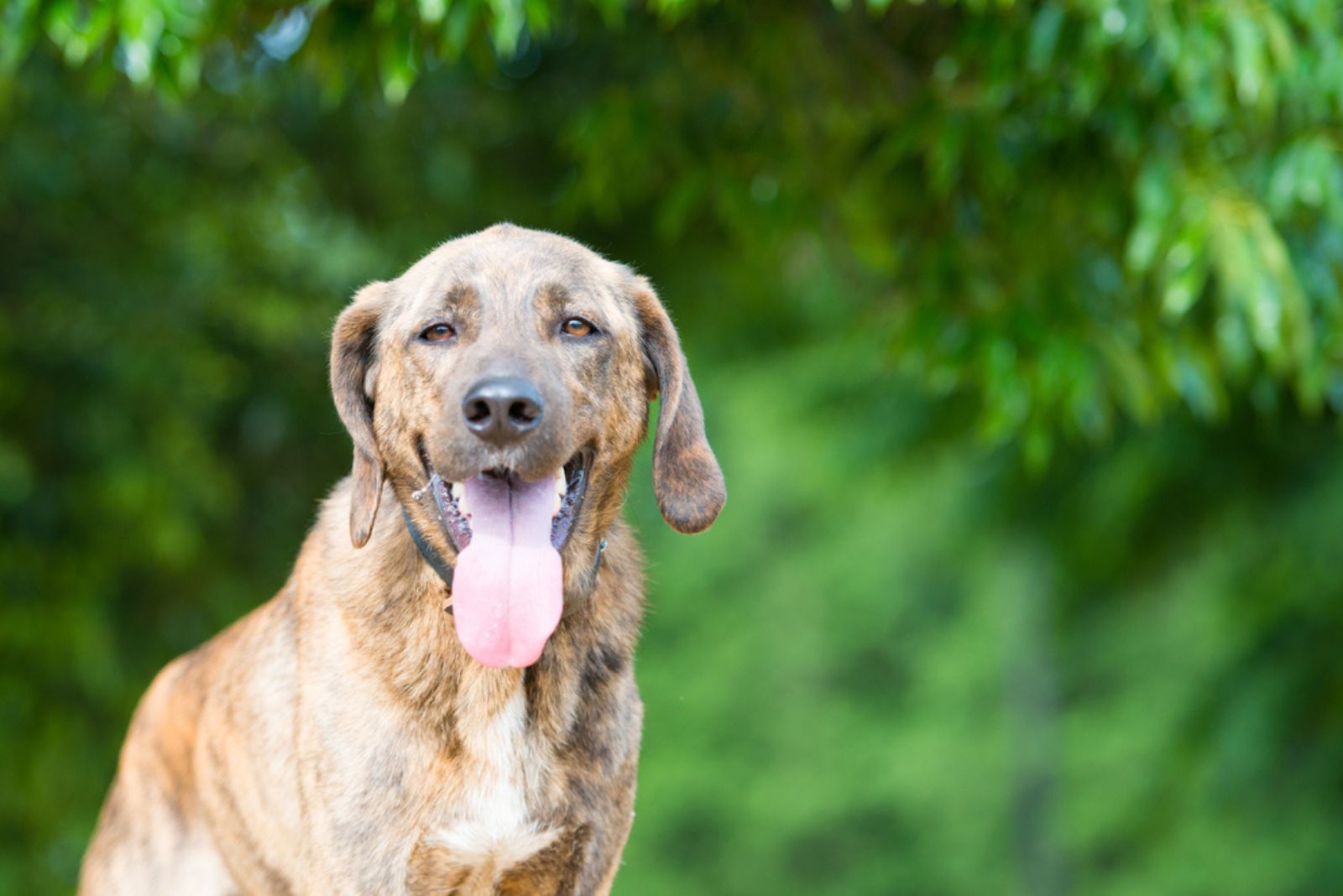 Plott Hound