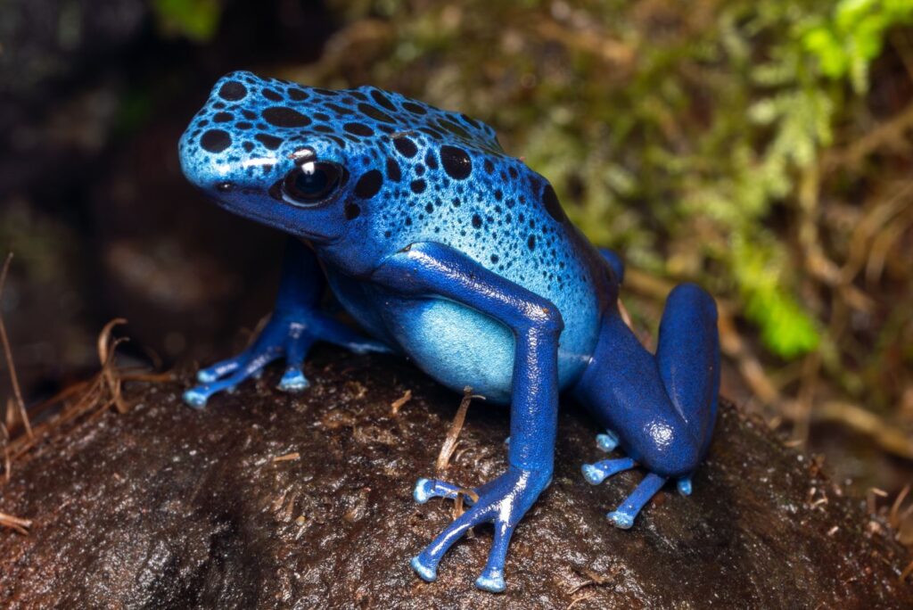 Poison Dart Frog