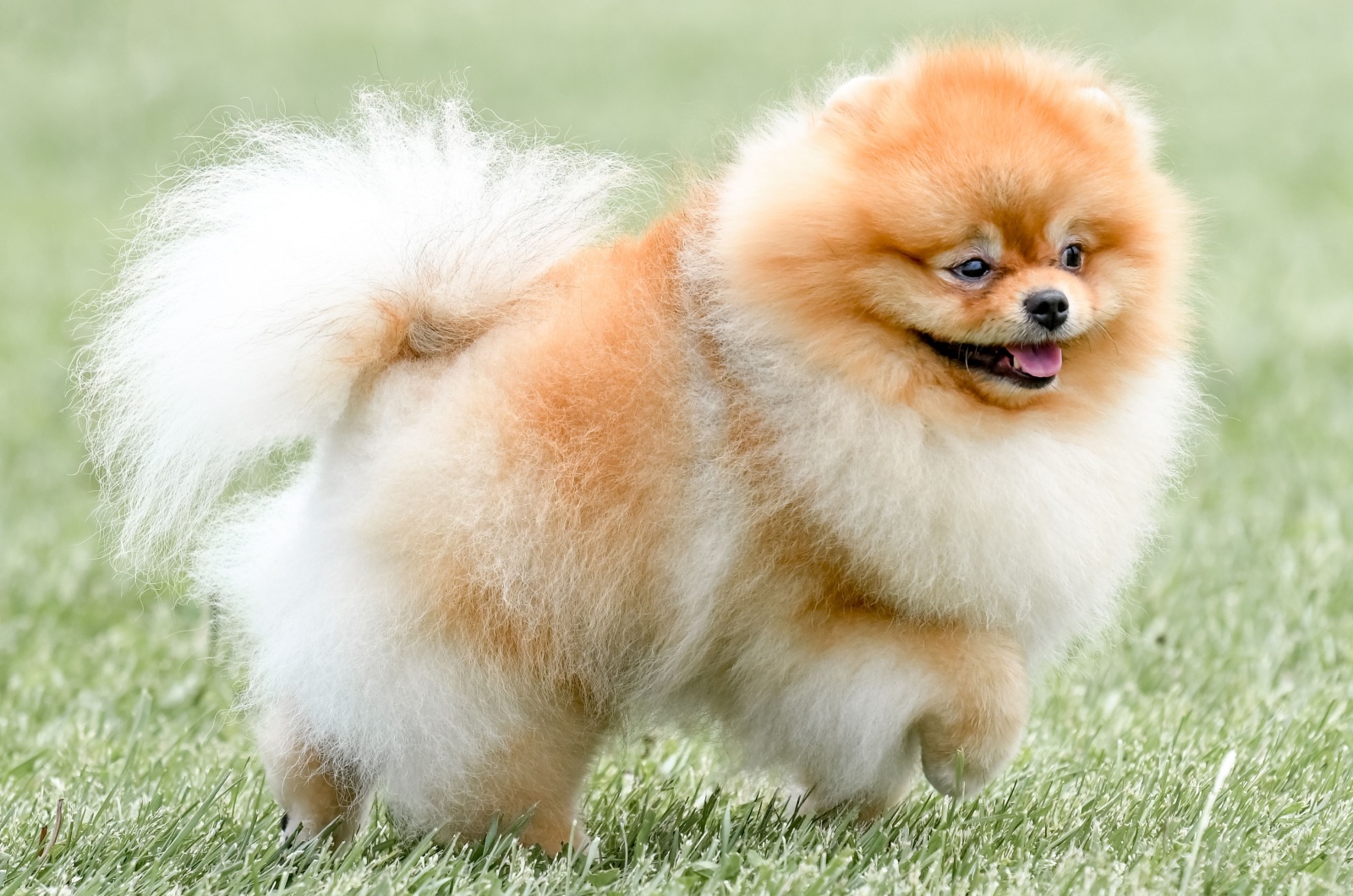 Pomeranian