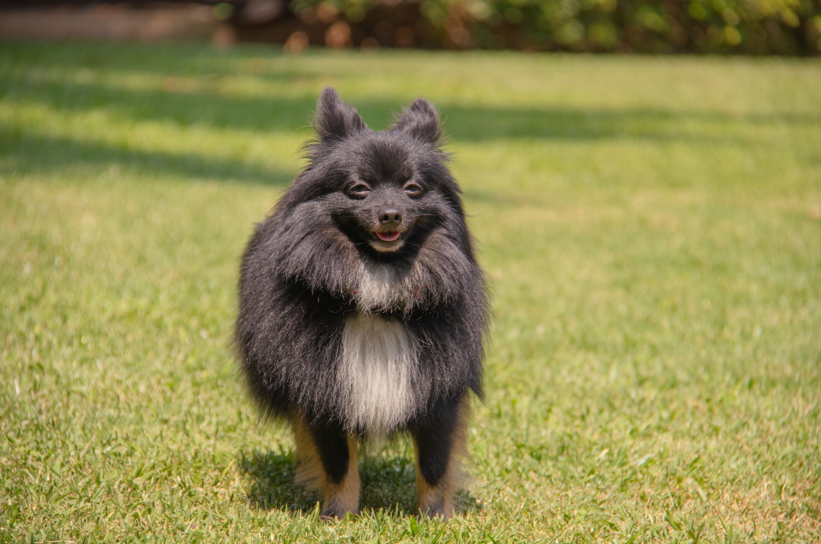 Pomeranian