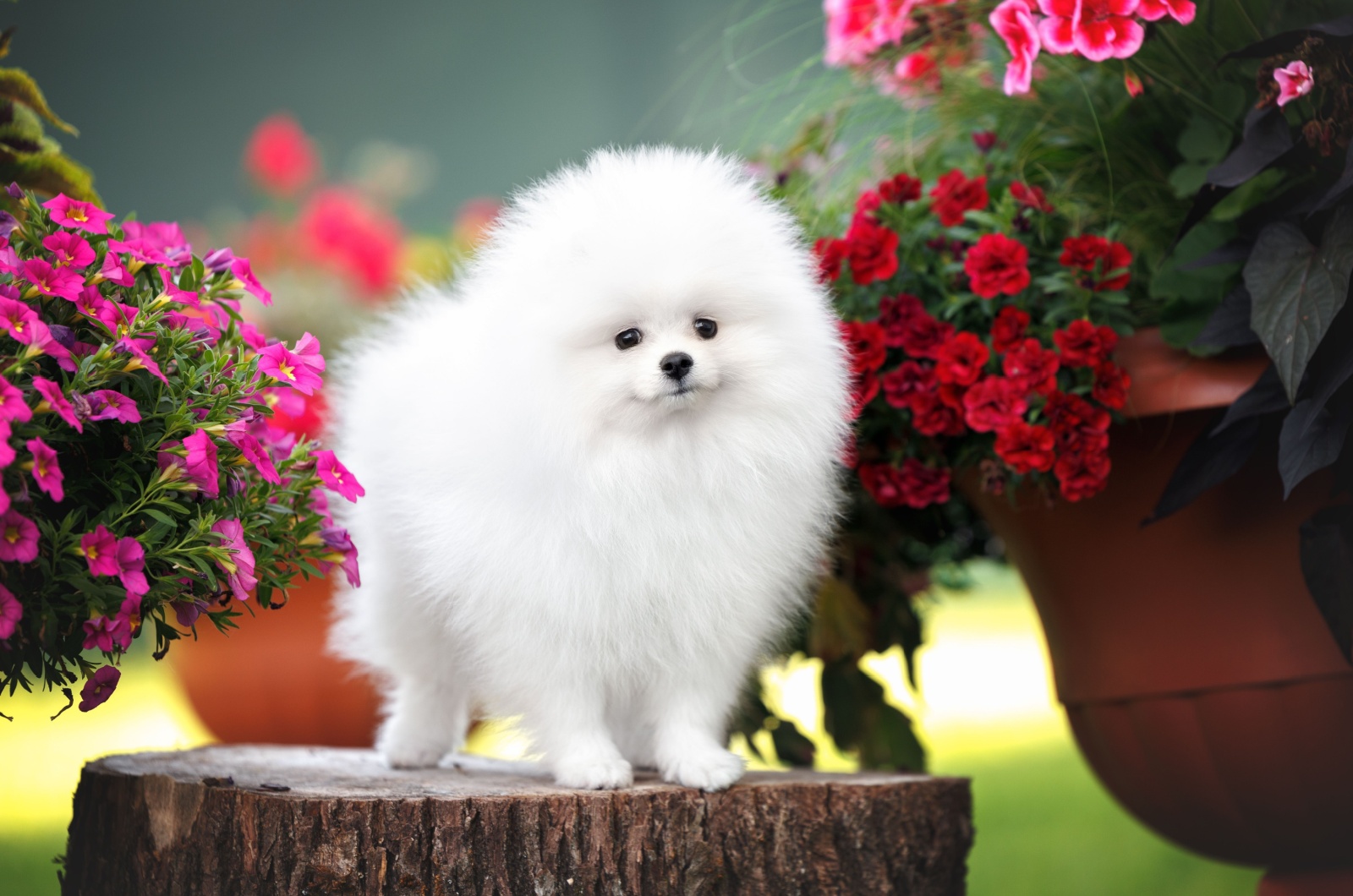 Pomeranian