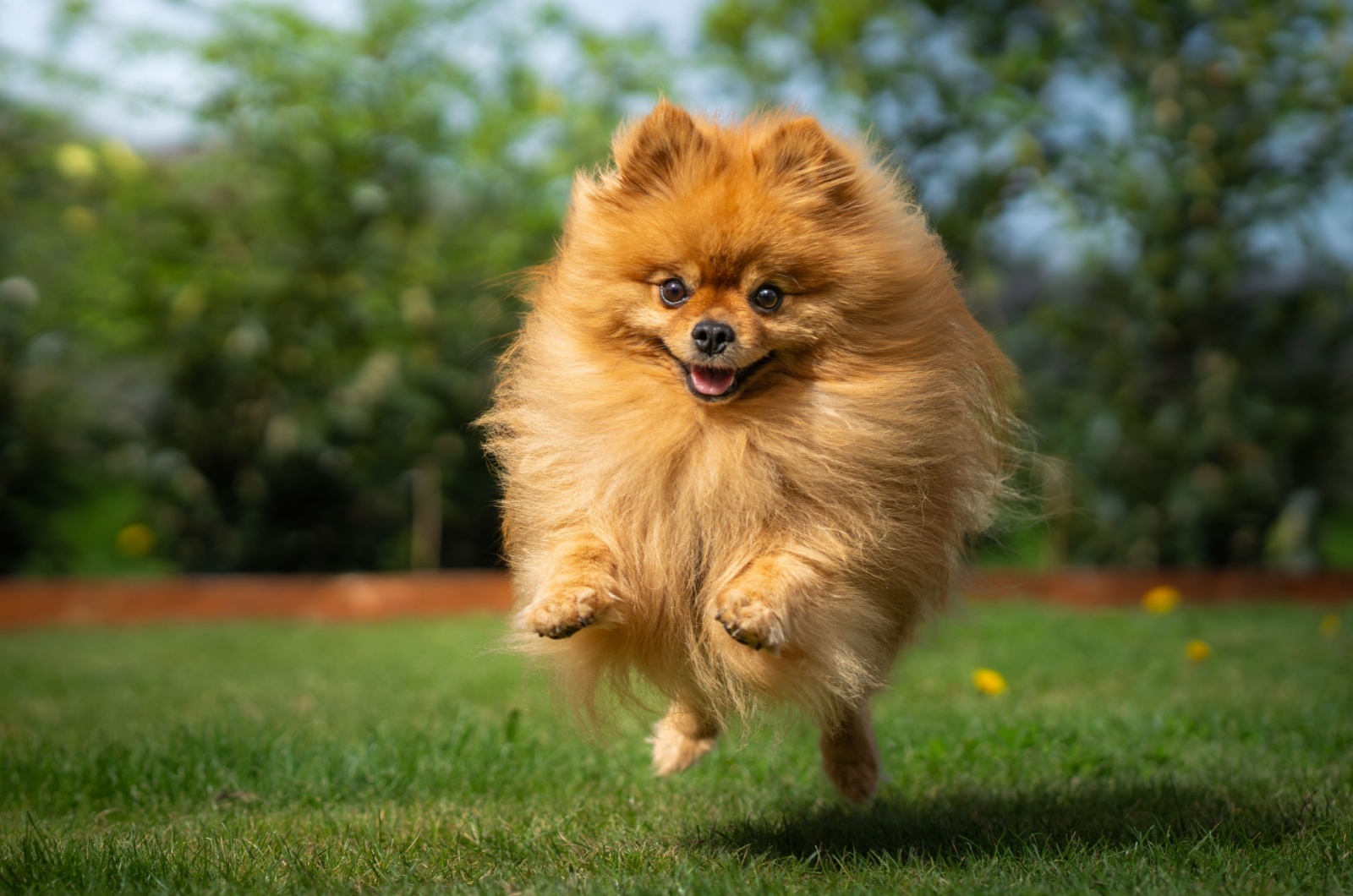 Pomeranian