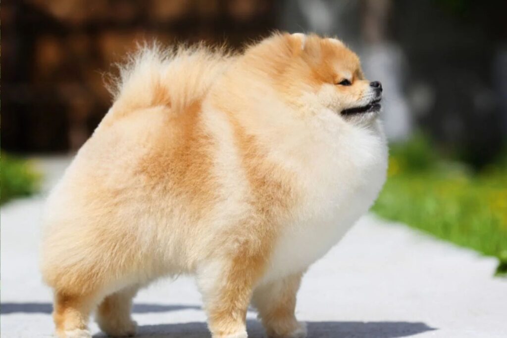 Pomeranian