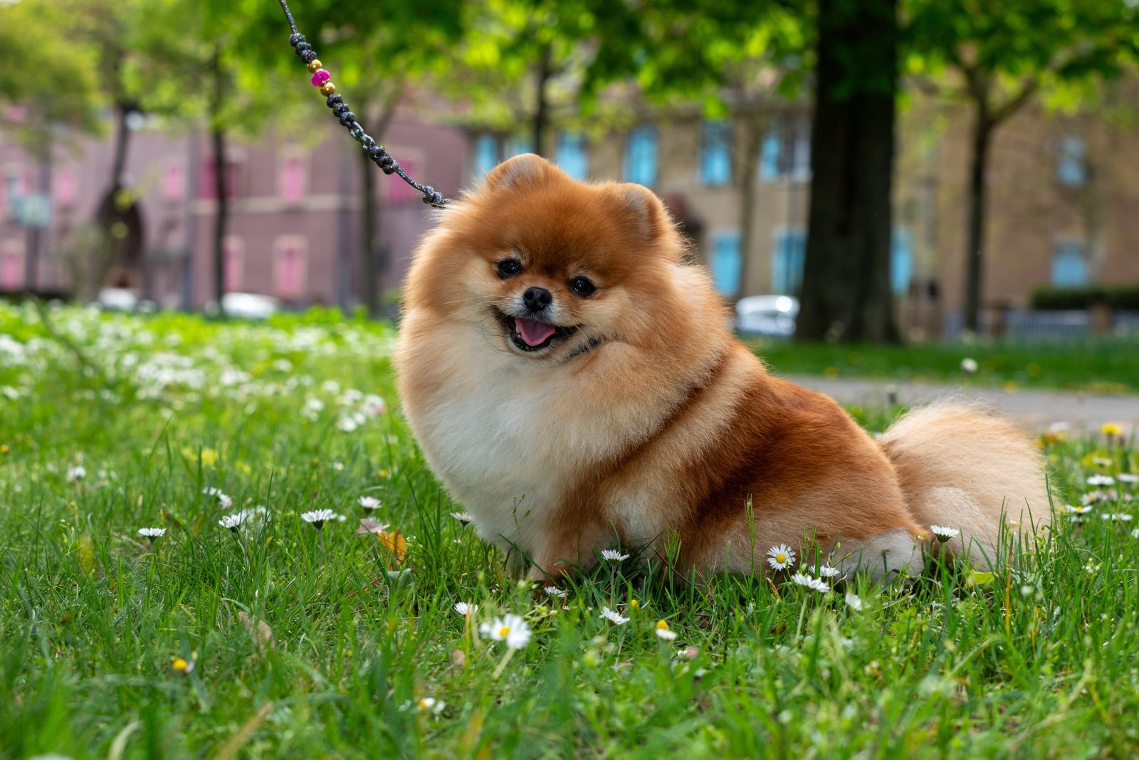 Pomeranian