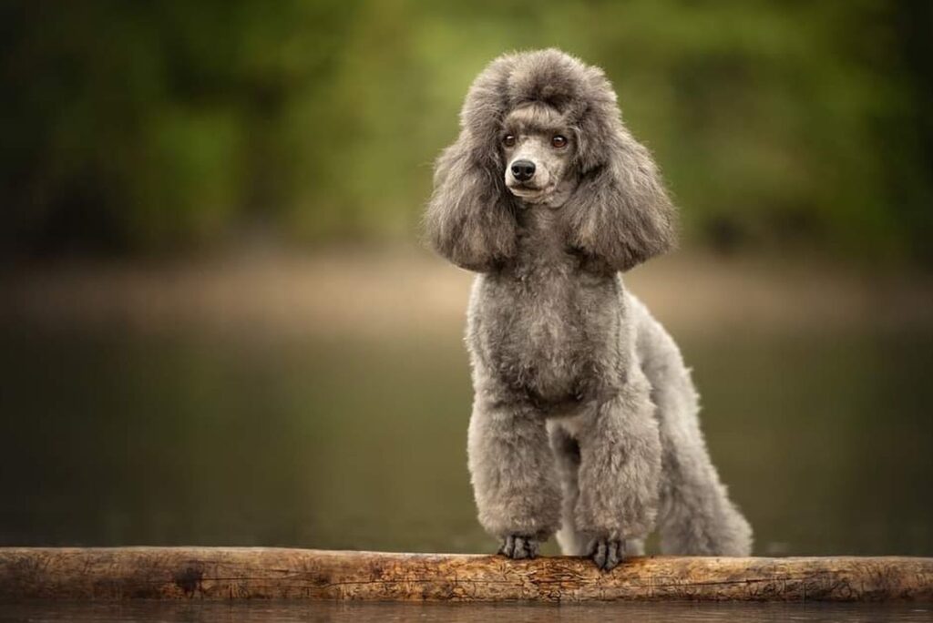 Poodle