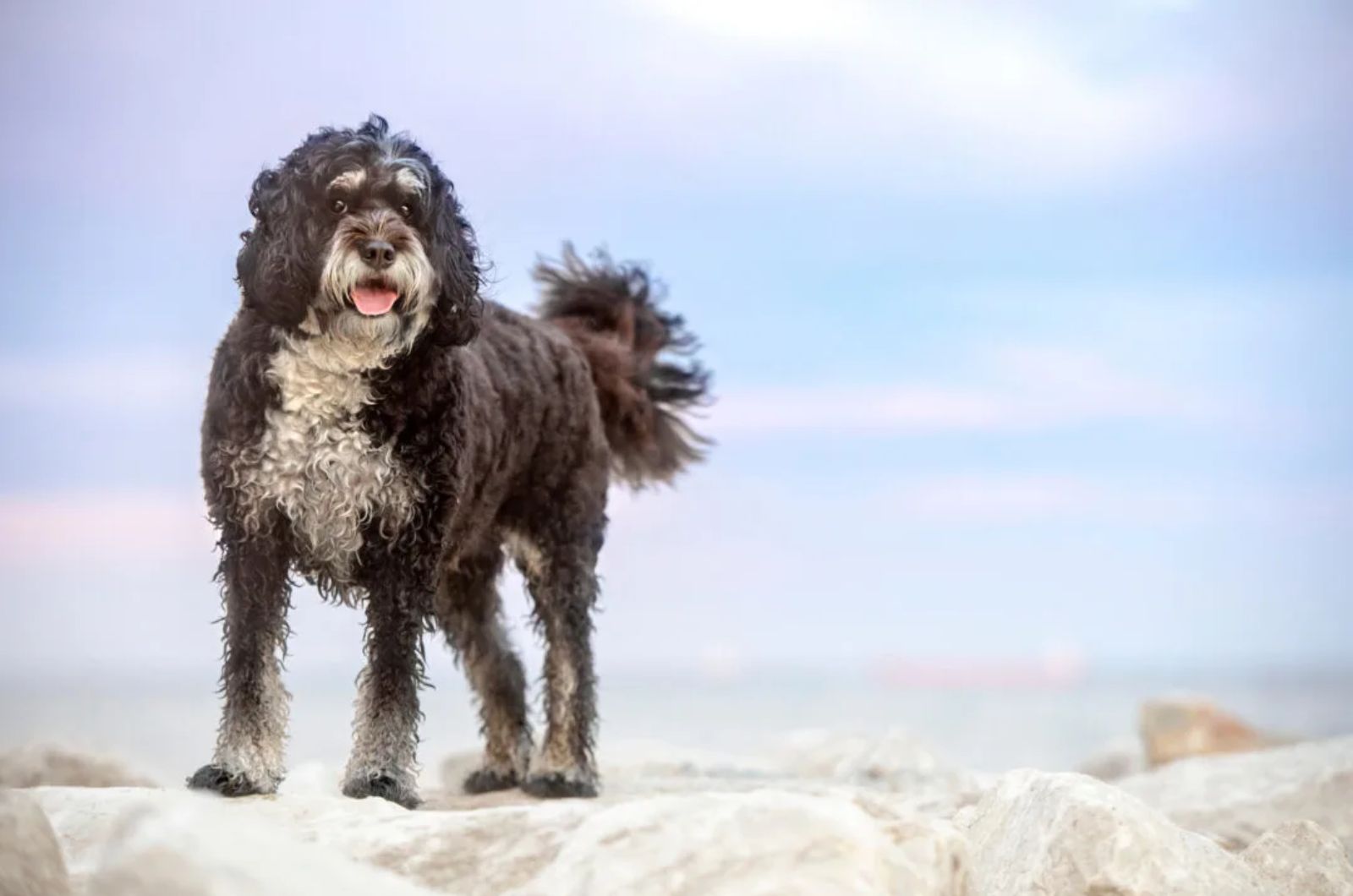 Poodle X Bernese Mountain Dog Mix