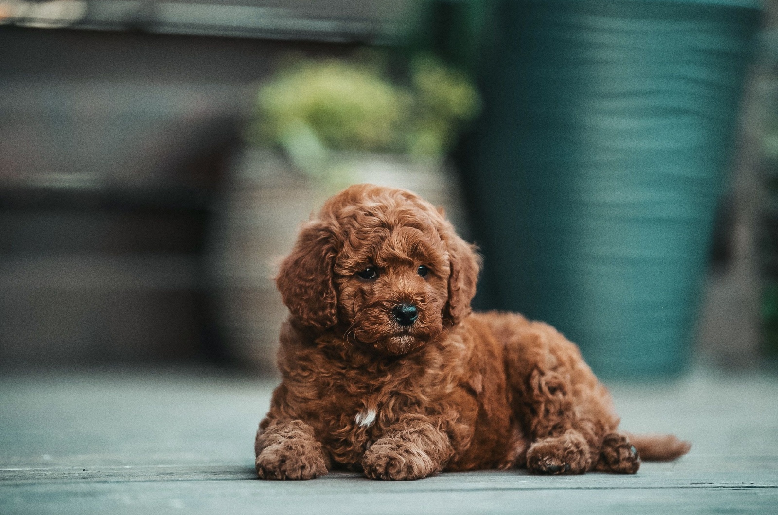 Poodle laying down