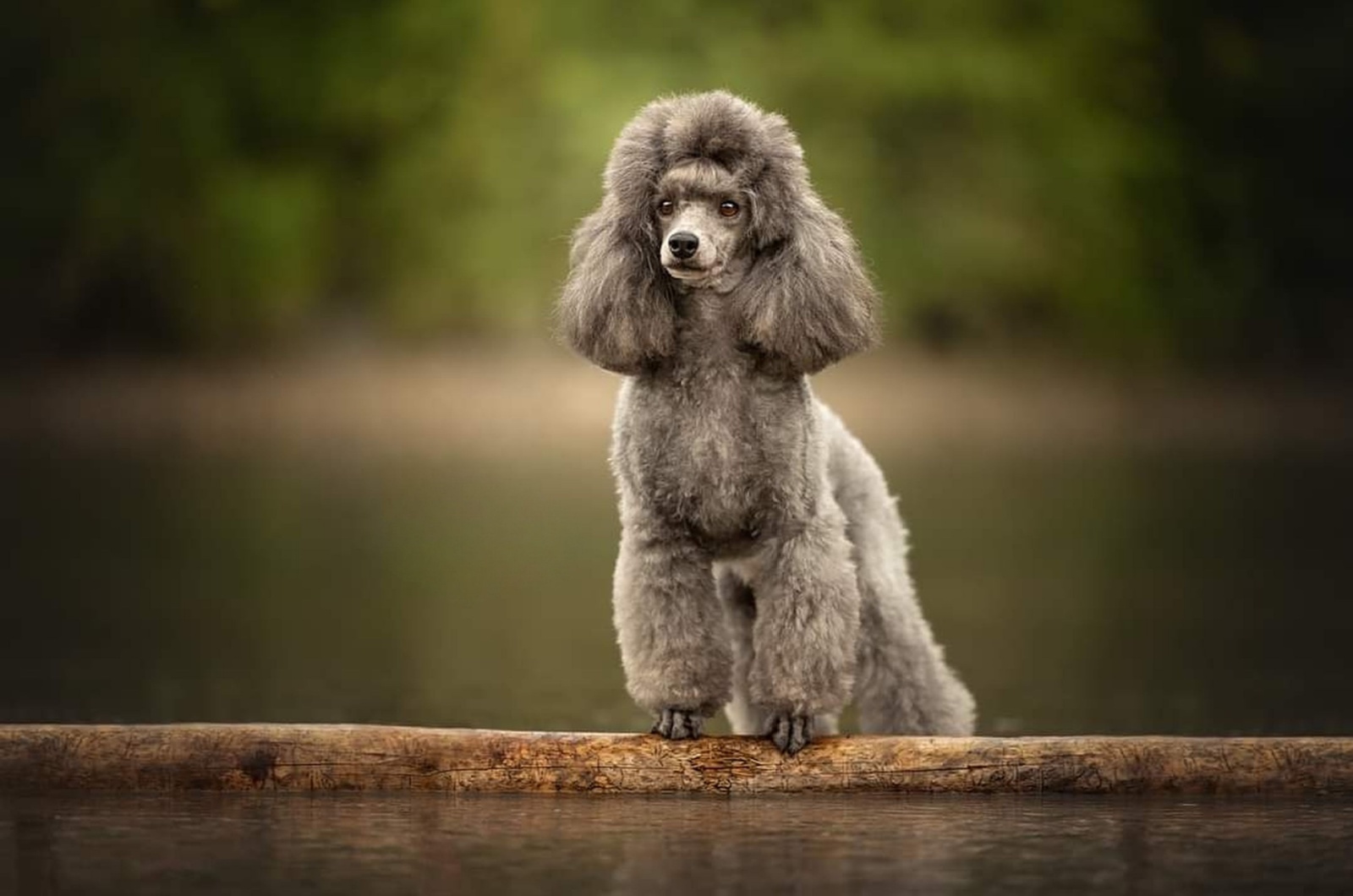 Poodle