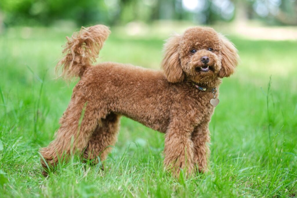 Poodles standing on the grass