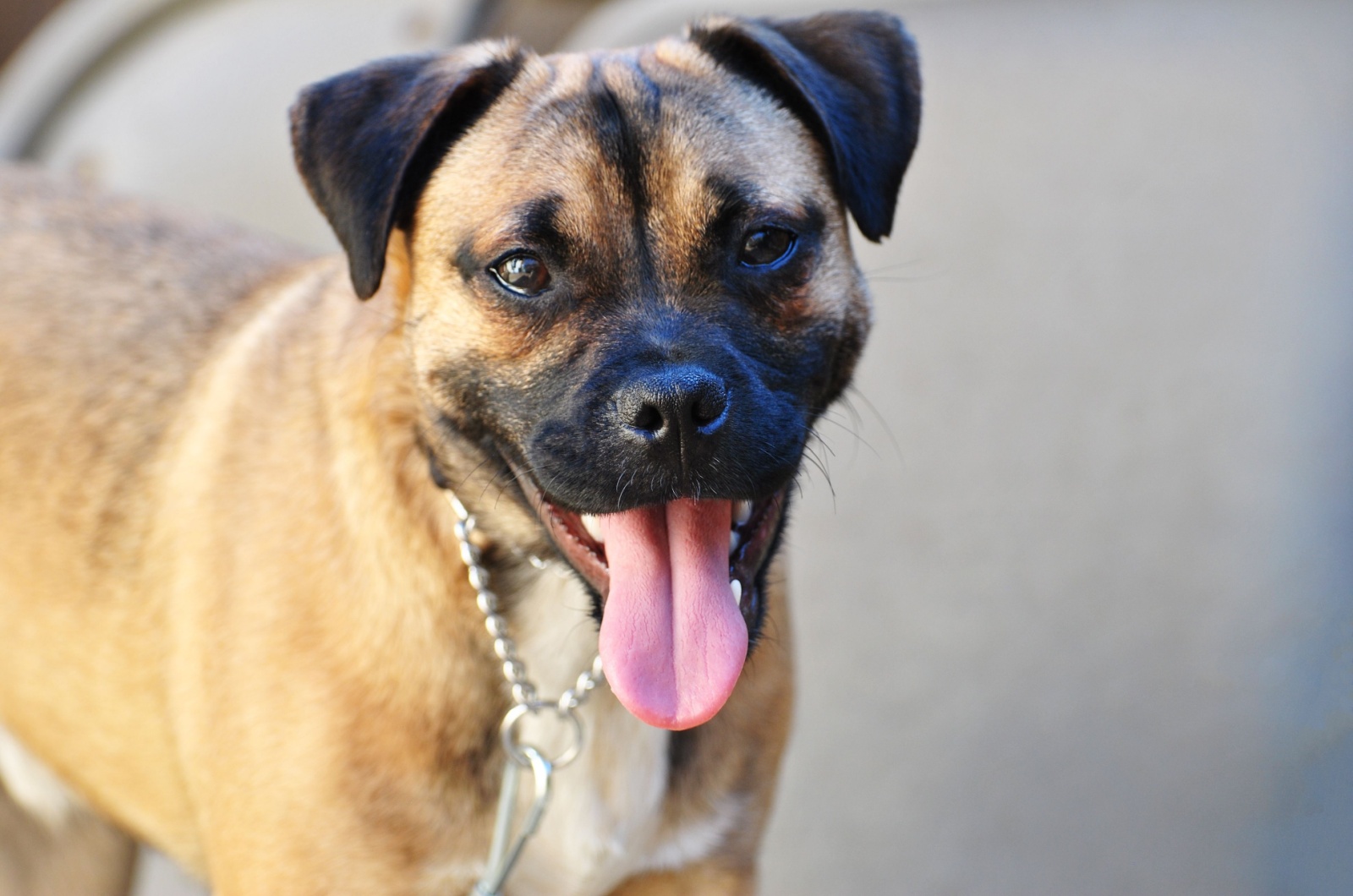 Portrait of a Pug and Jack Russell Terrier Mixed Puppy