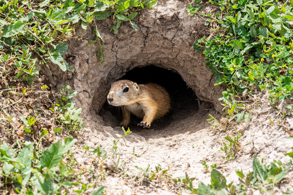 Prairie Dogs