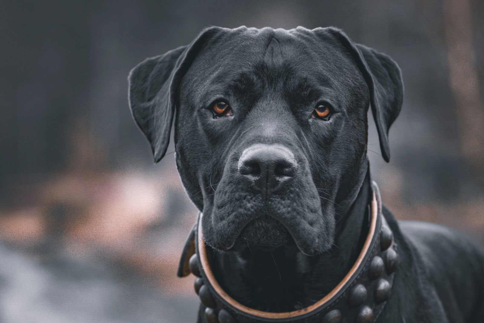 Presa Canario