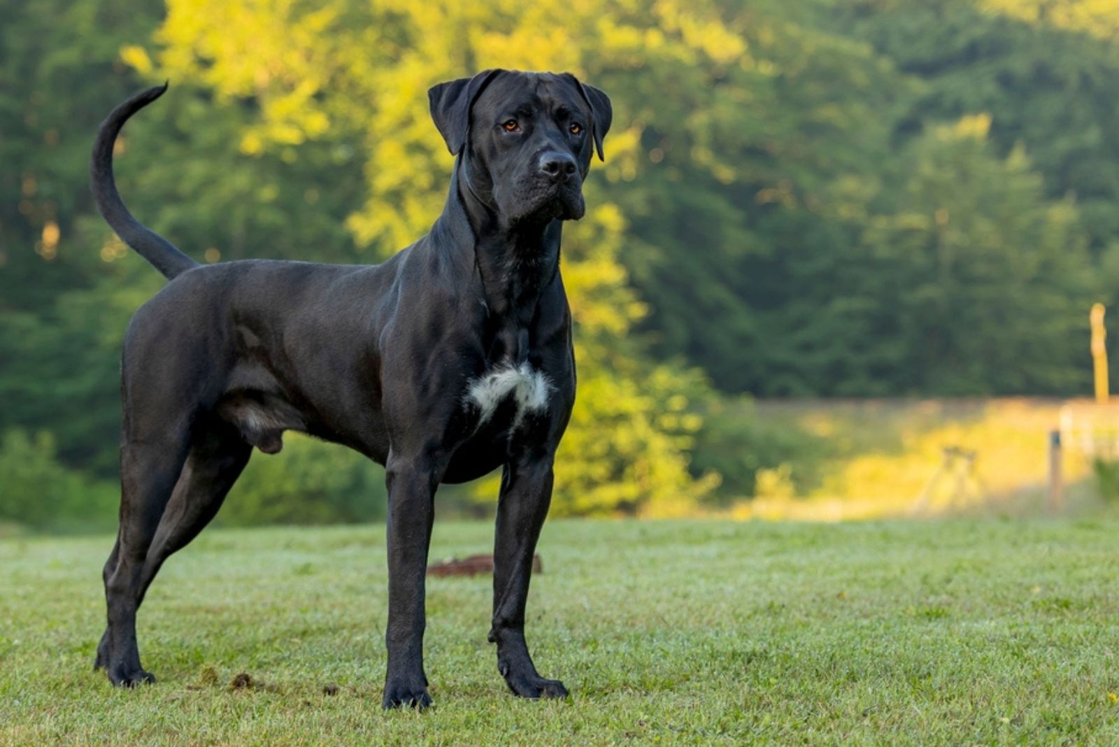 Presa Canario