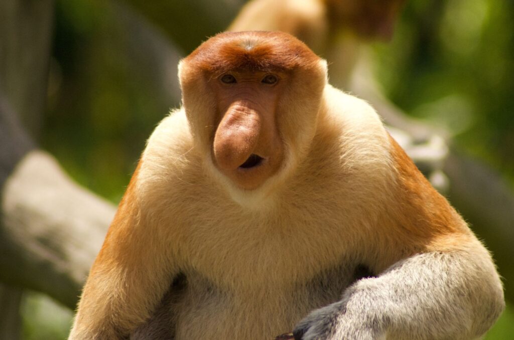 Proboscis Monkey