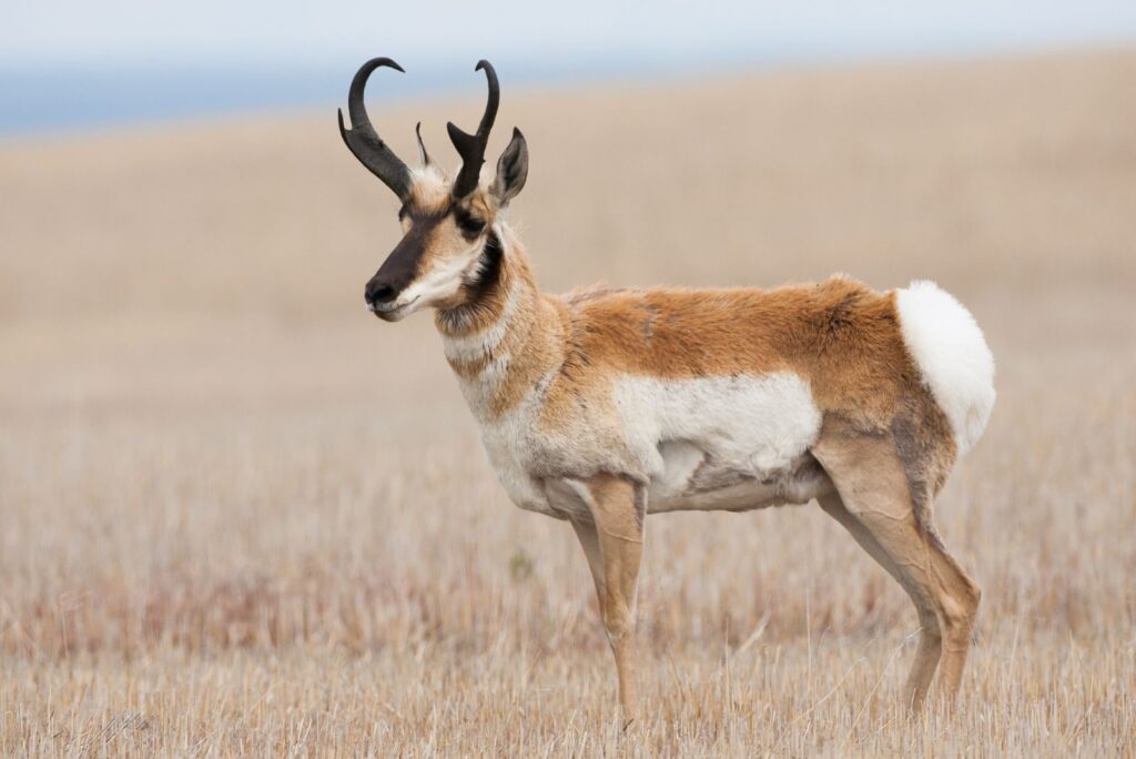 Pronghorn Antelope