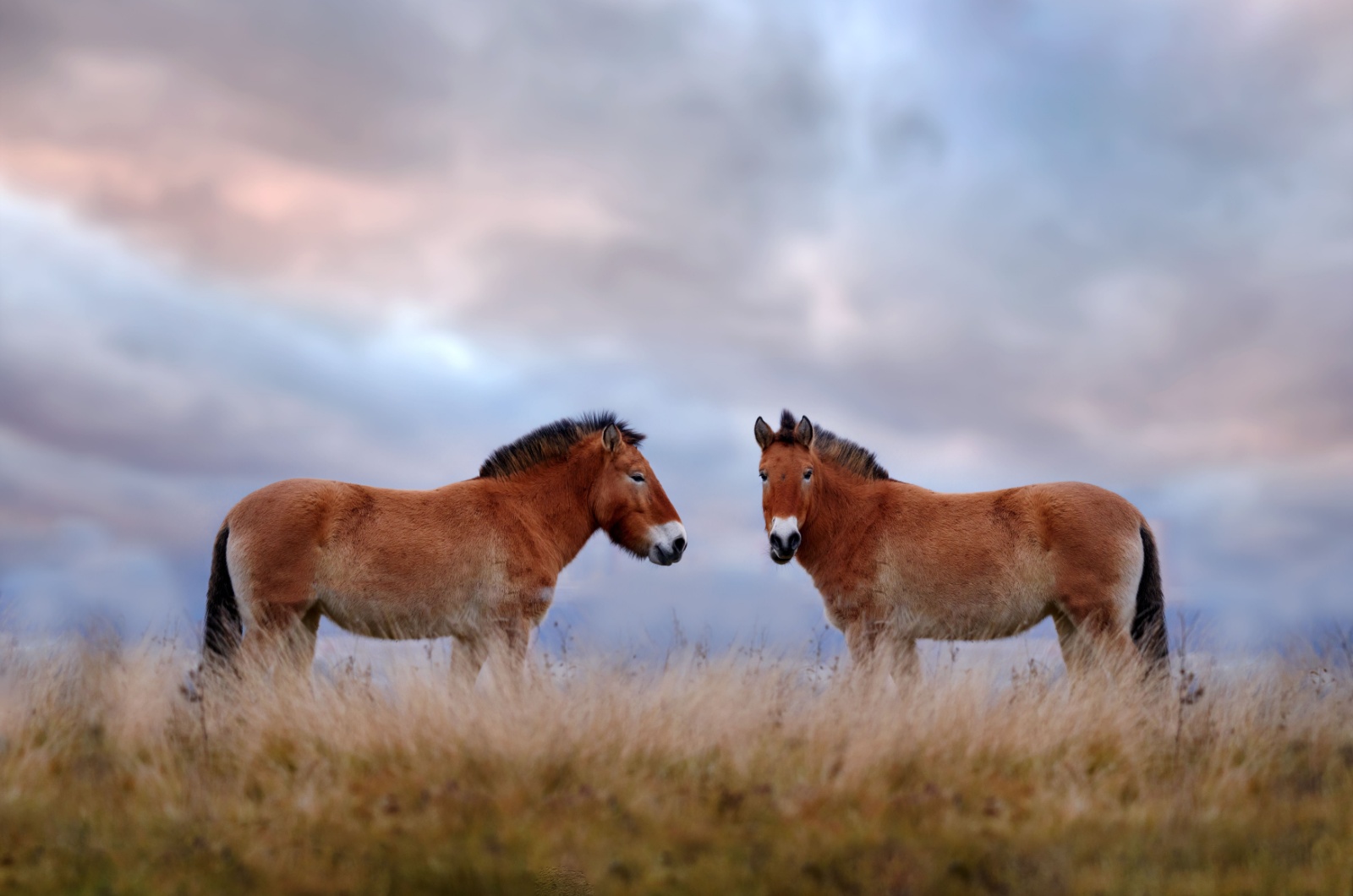 Przewalski’s Horse