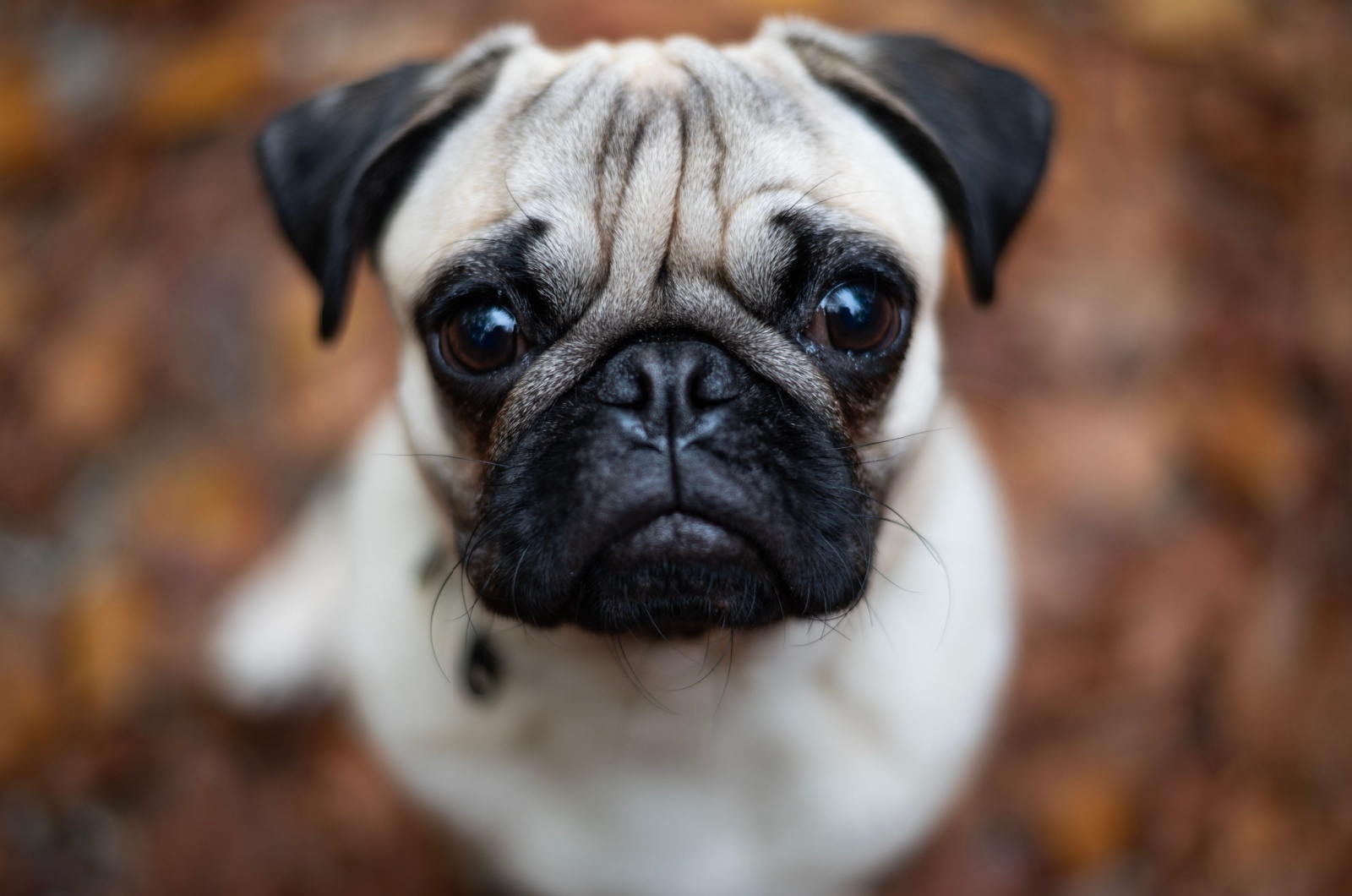 Pug