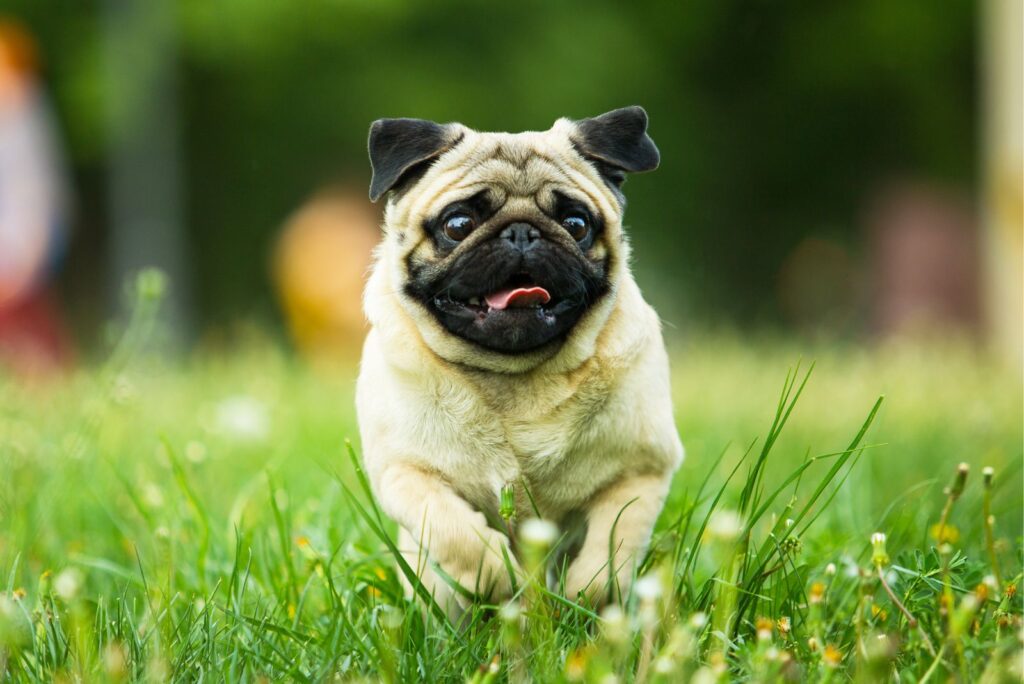 Pug