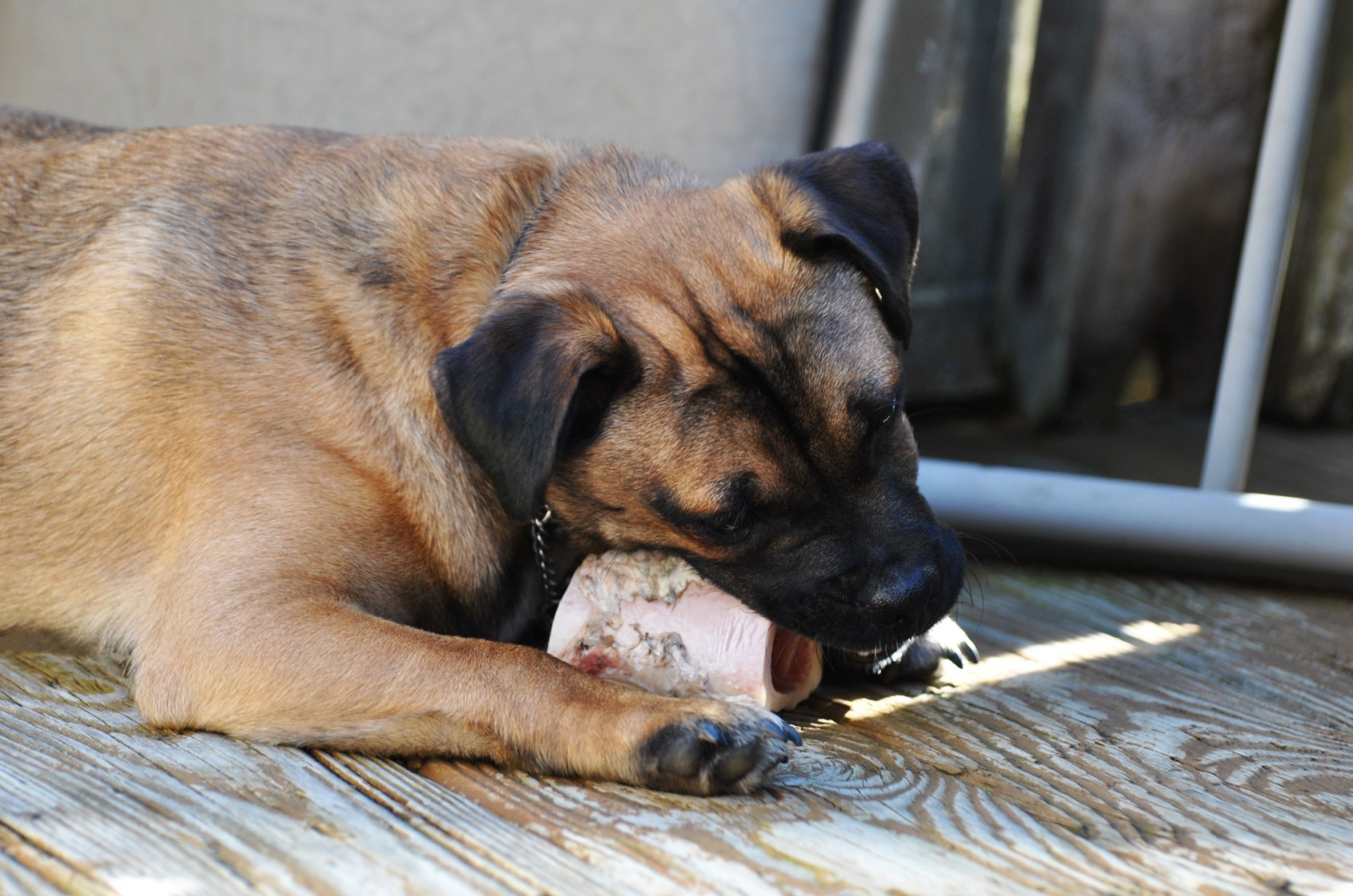 Pug and Jack Russell Terrier Mixed Puppy Chewing on a Bone