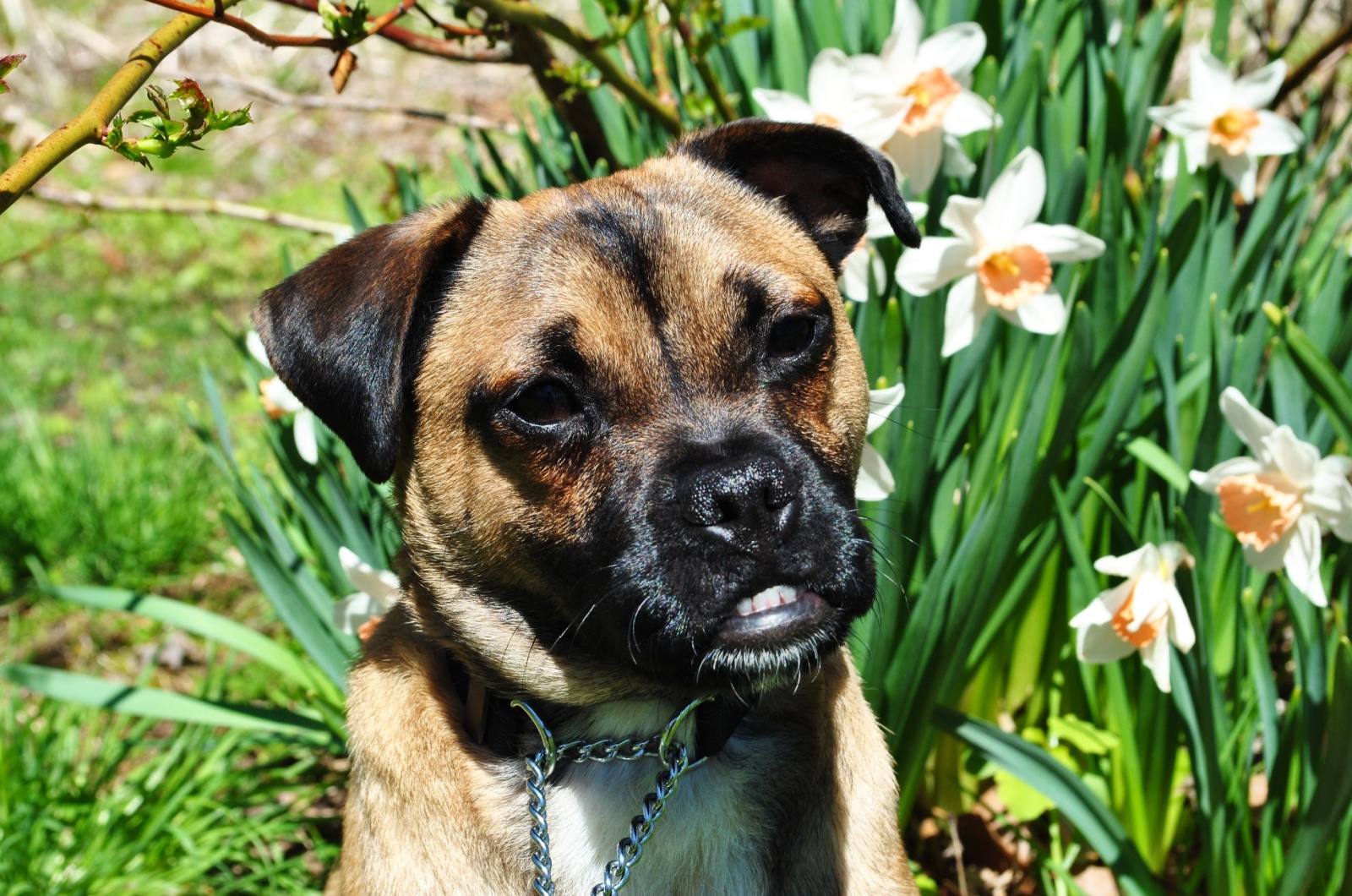 Pug and Jack Russell Terrier Mixed Puppy