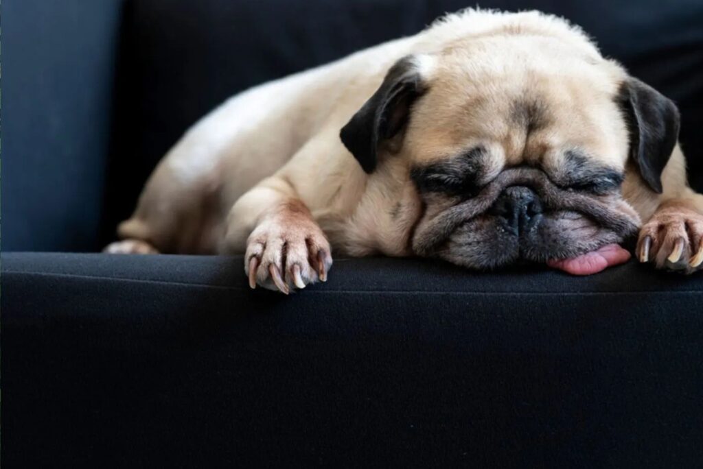 Pug sleeping on the couch