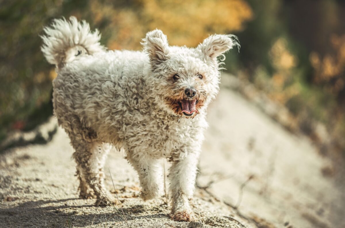 26 Small CurlyHaired Dogs You’ll Want