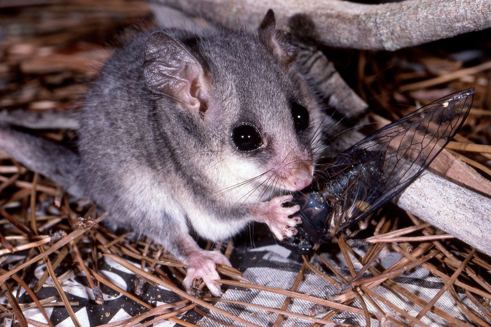 Pygmy Possum