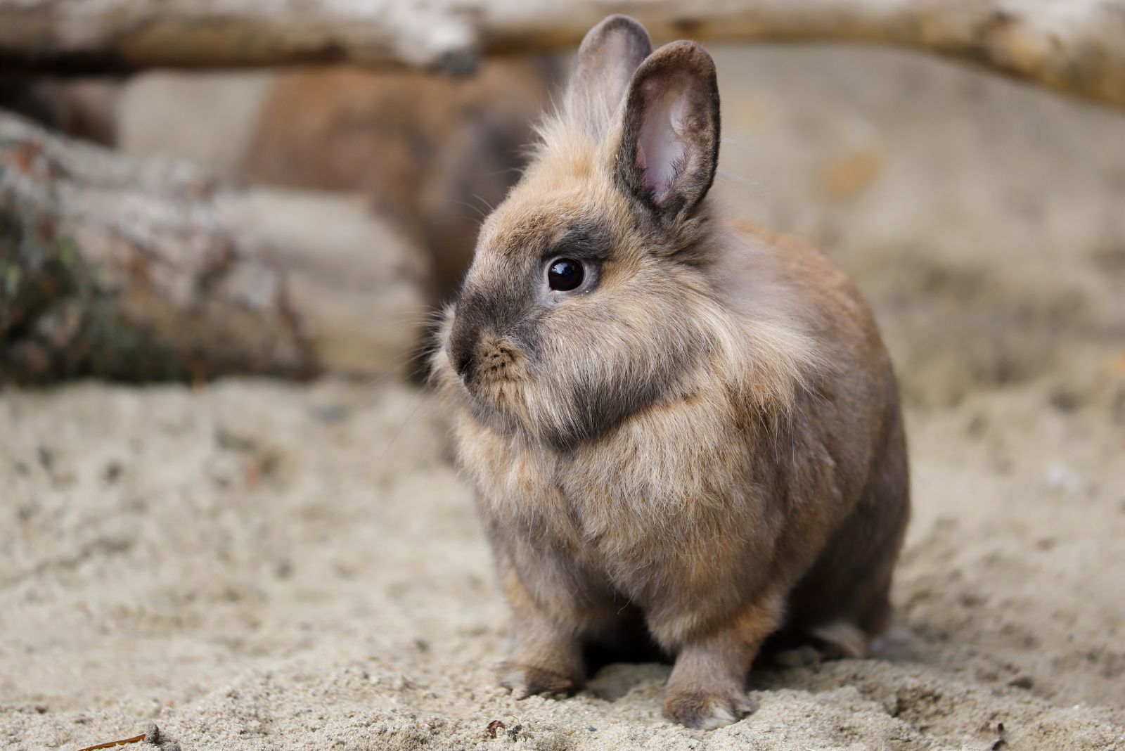 Pygmy Rabbit