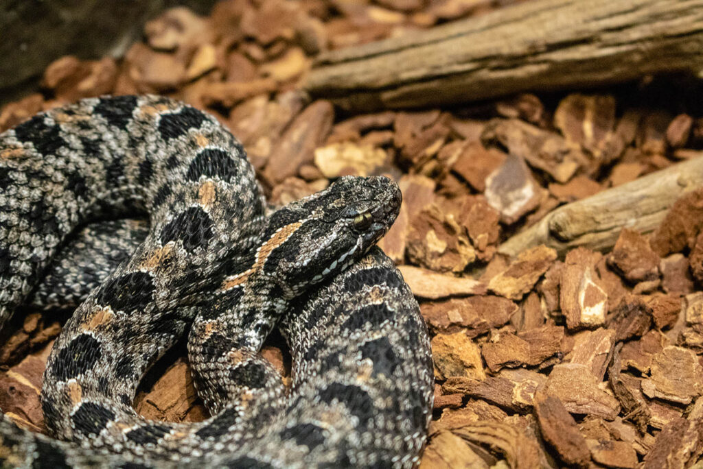 Pygmy Rattlesnake