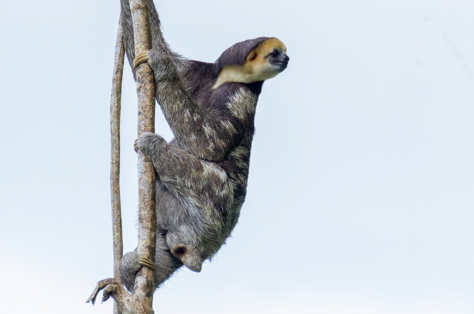 Pygmy Three-Toed Sloth