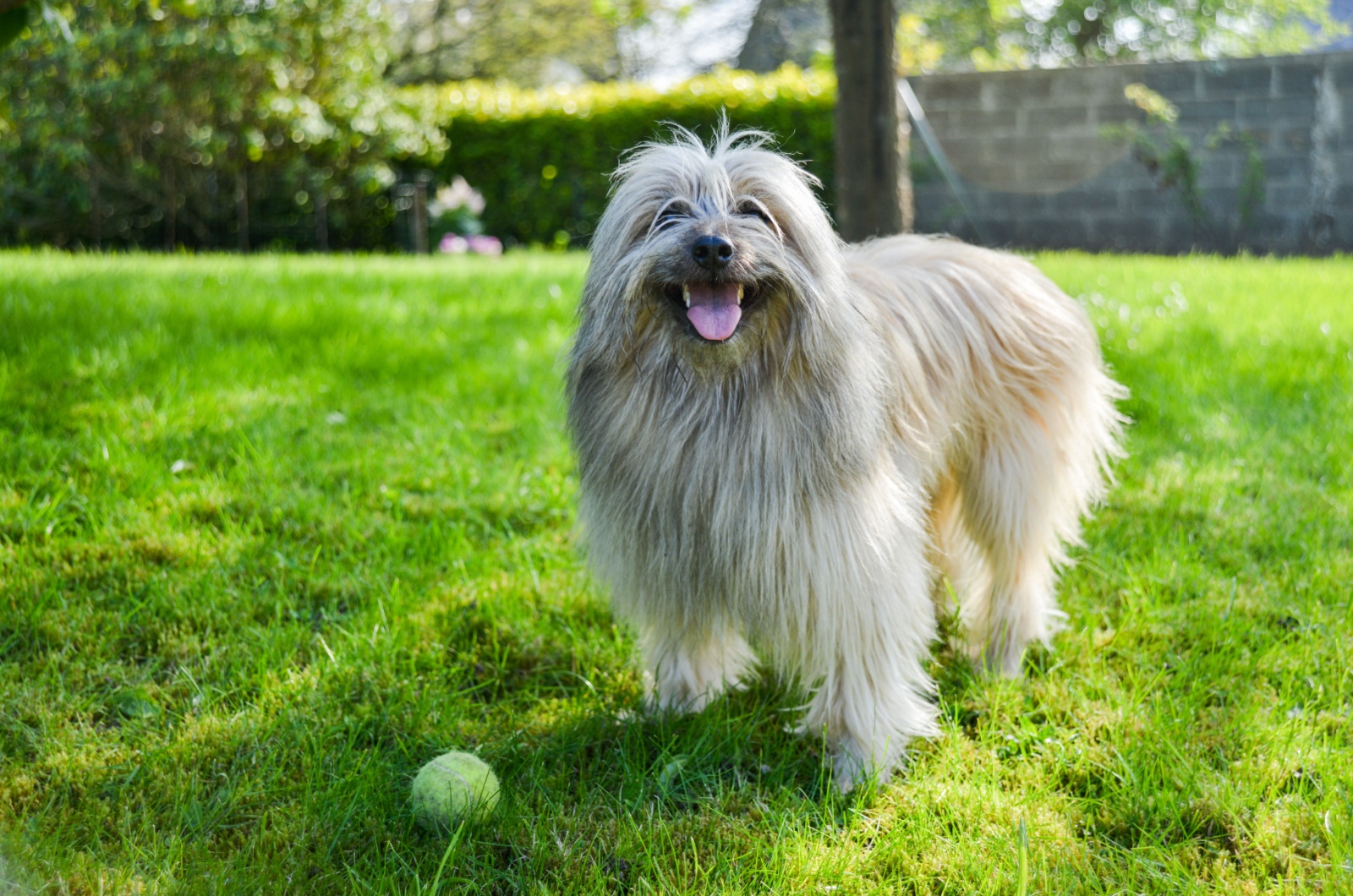 Pyrenean Shepherd