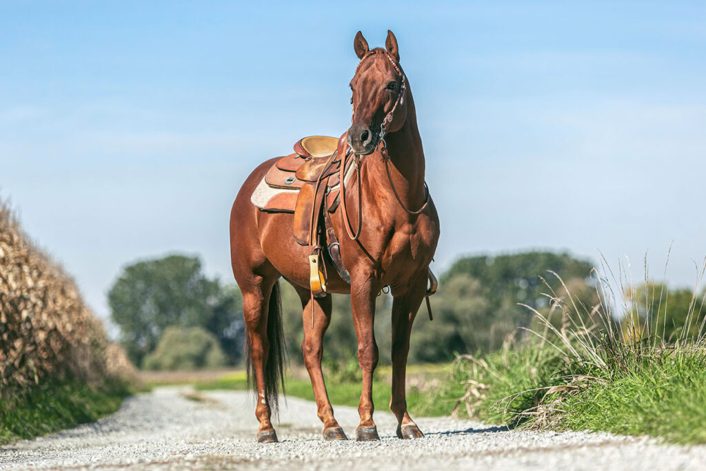 Quarter Horse