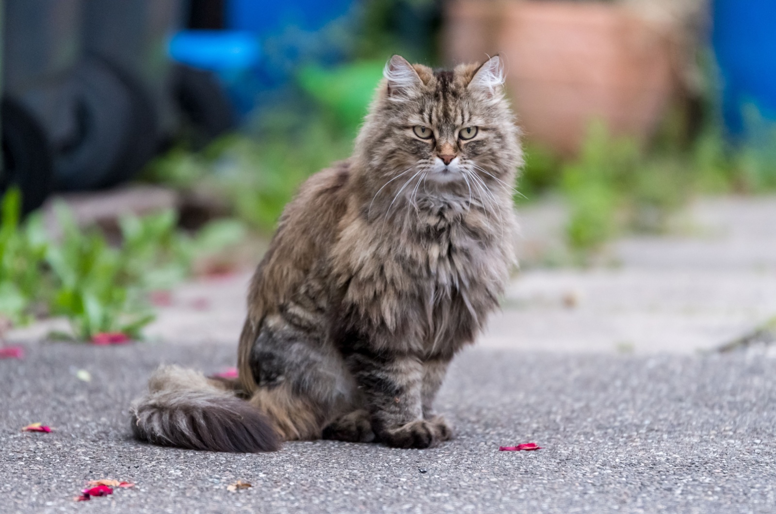 Ragamuffin Cat