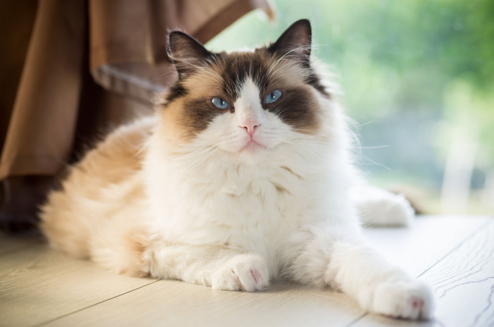 Ragdoll Cat laying down