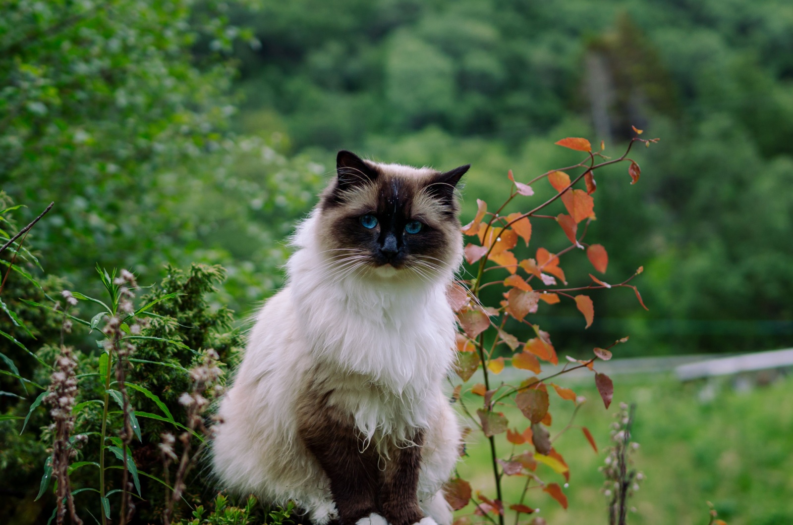 Ragdoll Cat sitting outside