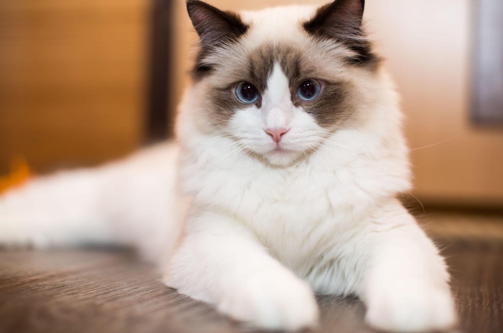 Ragdoll Cat with blue eyes