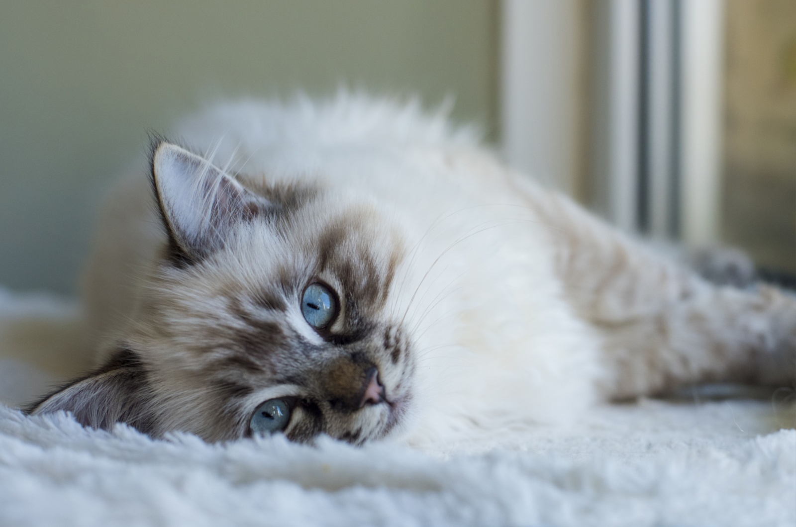 Ragdoll Kitten