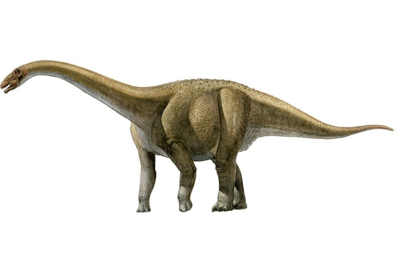 Rapetosaurus