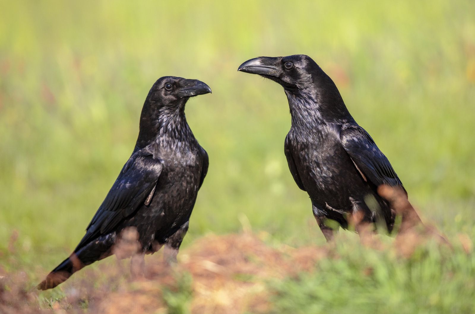 Ravens