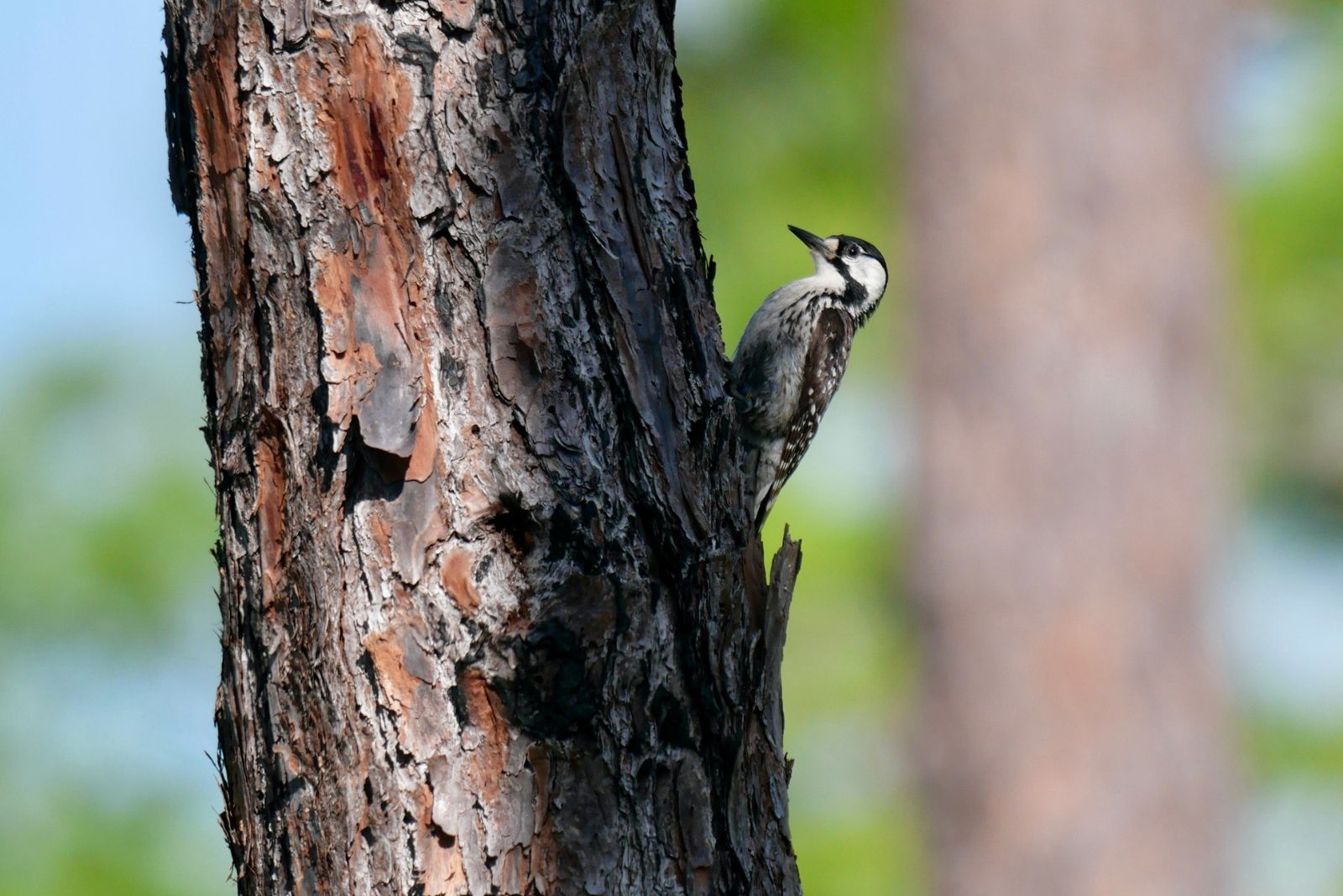 Red-Cockaded Woodpecker