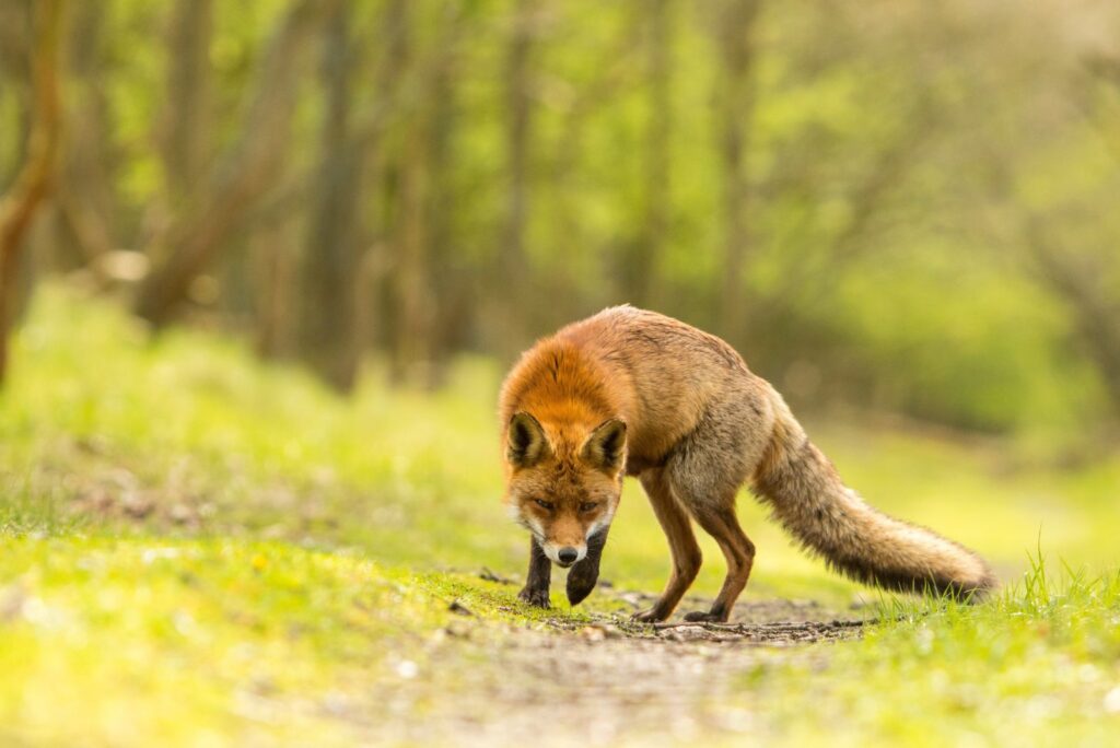 Red Fox