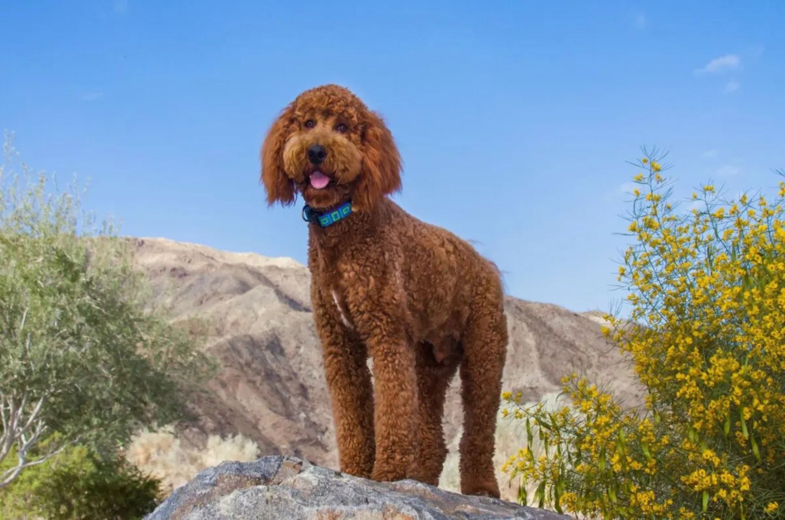 Red Labradoodle