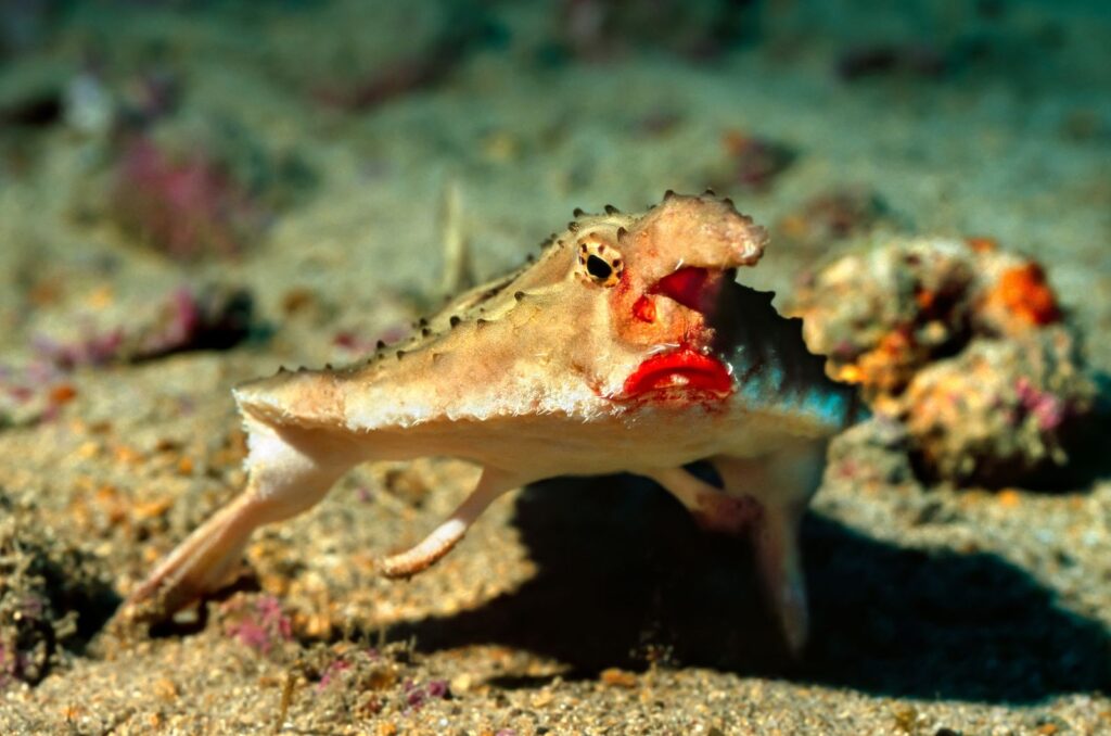 Red-Lipped Batfish